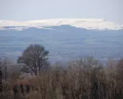 Young Naturalist Chronicles Beloved Walk to a Cherished Ancient Tree