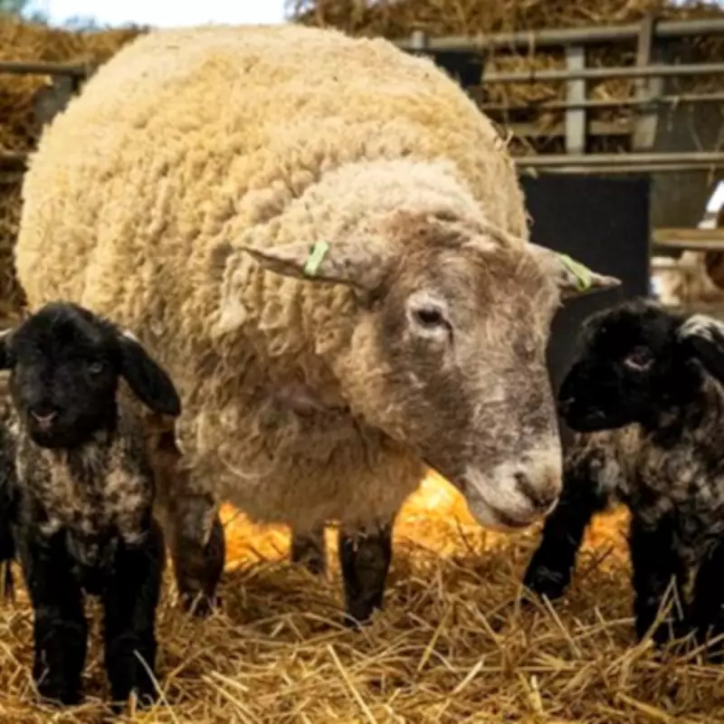 13 Lambs Brutally Killed in Northern Ireland Farm Attack, Police Hunt for Information