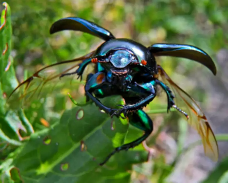 1911 Country Diary: The Squeaking Dor Beetle's Curious Defence Mechanism