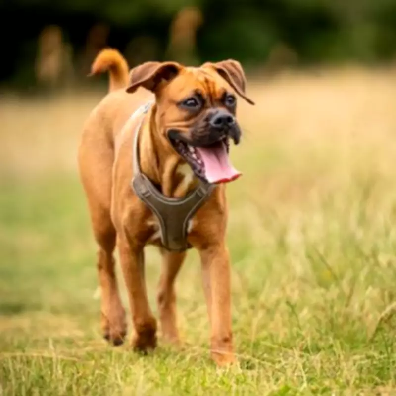 27 Working Dog Breeds That Demand Maximum Exercise and Longest Walks