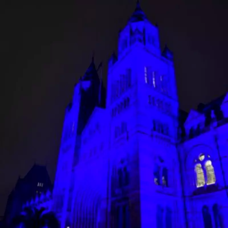 A Night at the Museum: Sleeping Beneath Hope the Whale in London's Natural History Museum