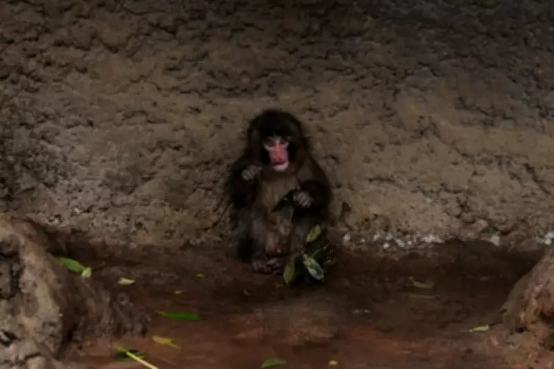 Abandoned Baby Monkey Punch Finds New Troop, Gains Independence at Zoo