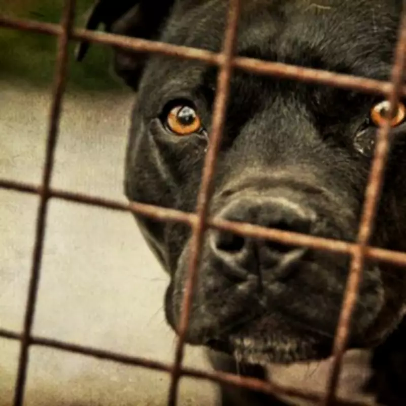 Abandoned Dog Bud Still Crying in Kennel 12 Days After Owner Surrender