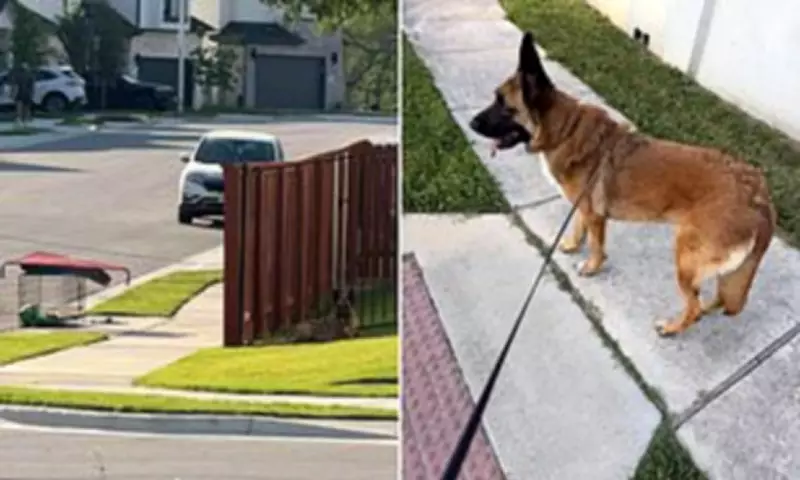 Abandoned German Shepherd Waits Hours in Texas Heat for Owners Who Dumped Him