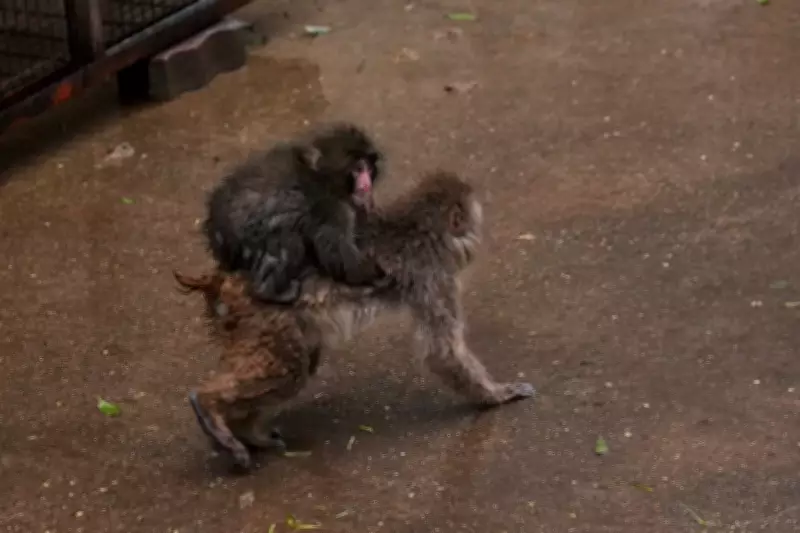 Abandoned Macaque Punch Outgrows Comfort Toy as Zoo Reports Social Breakthrough