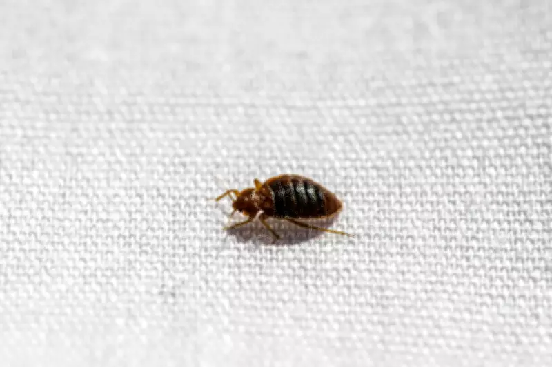 Accidental Lab Discovery Reveals Bedbugs' Fear of Water and Moisture