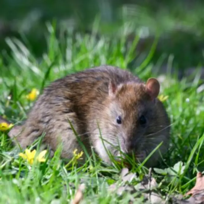Alan Titchmarsh's Essential Guide to Deterring Rats from Your Garden