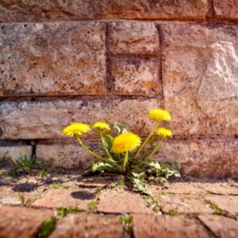 Alan Titchmarsh's Natural Weed-Killing Method Uses Sunlight and a Hoe