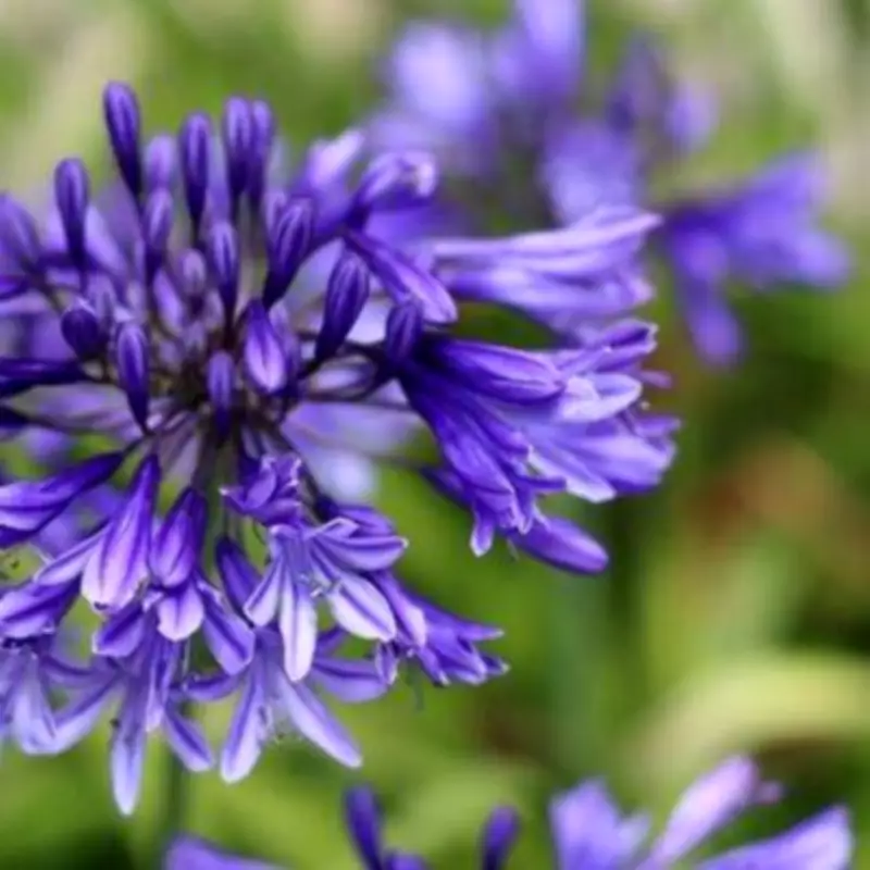 Alan Titchmarsh's Top 7 Drought-Tolerant Plants for Water-Wise Gardens
