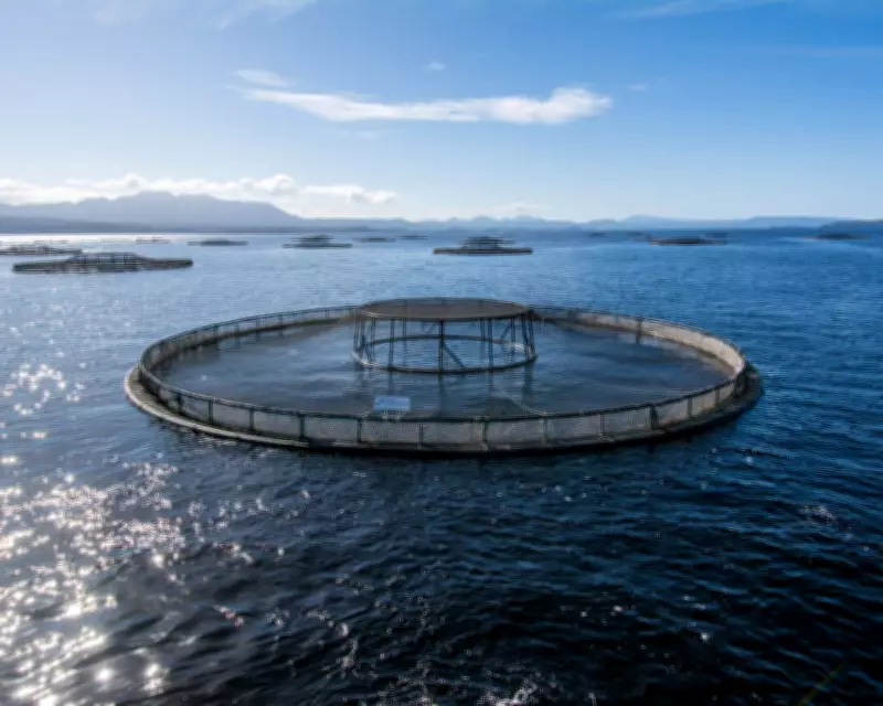 Albanese Government Ignored Environmental Advice to Fast-Track Salmon Farming Laws