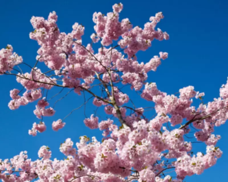 Alice Vincent's Guide to Planting Blossom Trees in Your Garden