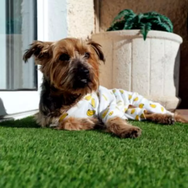 Amazon Spring Sale Cuts Pet-Friendly Artificial Grass Cleaner to £14