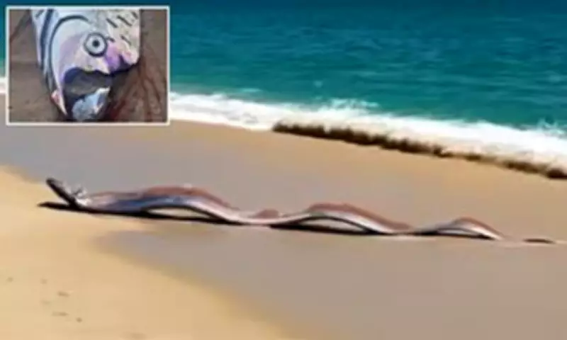 American Tourists Witness Rare 'Doomsday Fish' Pair in Mexico Beach Encounter