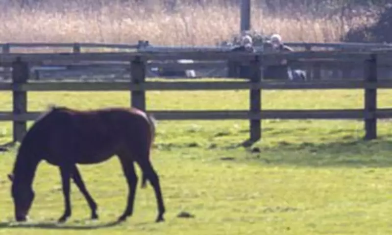 Andrew Mountbatten-Windsor Spotted Inspecting Horses Despite Reported Riding Ban
