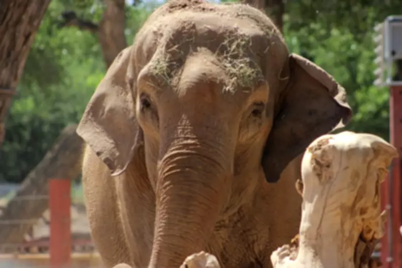 Asian Elephant Alice Escapes New Mexico Zoo Enclosure in Nighttime Adventure