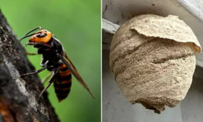 Asian Hornets Invade Basingstoke via M3, Threaten Bees and Public Health