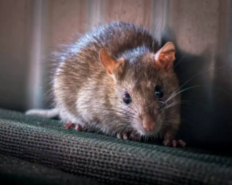Australia Considers Restricting Rat Poisons to Protect Native Wildlife