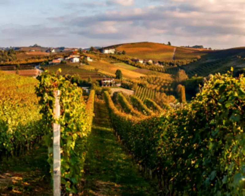 Australia-EU Trade Deal: Cheaper Wine, Angry Farmers