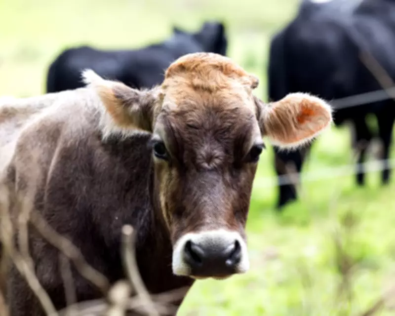 Australian Farmers Warn of Food Price Surge Amid Iran Conflict