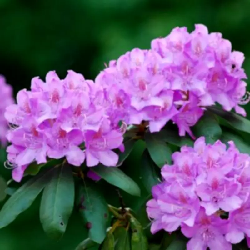 Avoid These 3 Simple Mistakes to Ensure Rhododendrons Bloom Beautifully This Spring