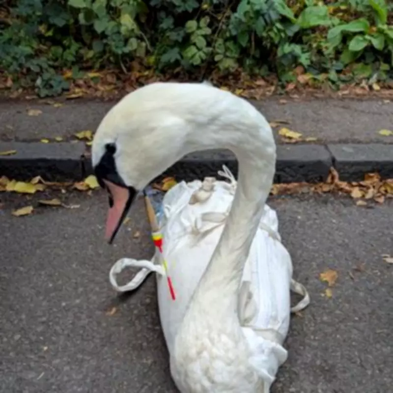Baby Hedgehog's Litter Ordeal Sparks RSPCA Plea Amid Spring Clean Drive