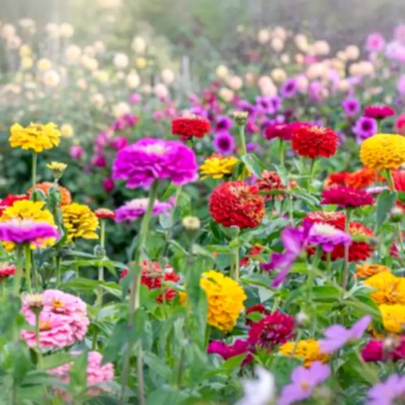Banish Garden Weeds Naturally with These Beautiful Ground Cover Flowers