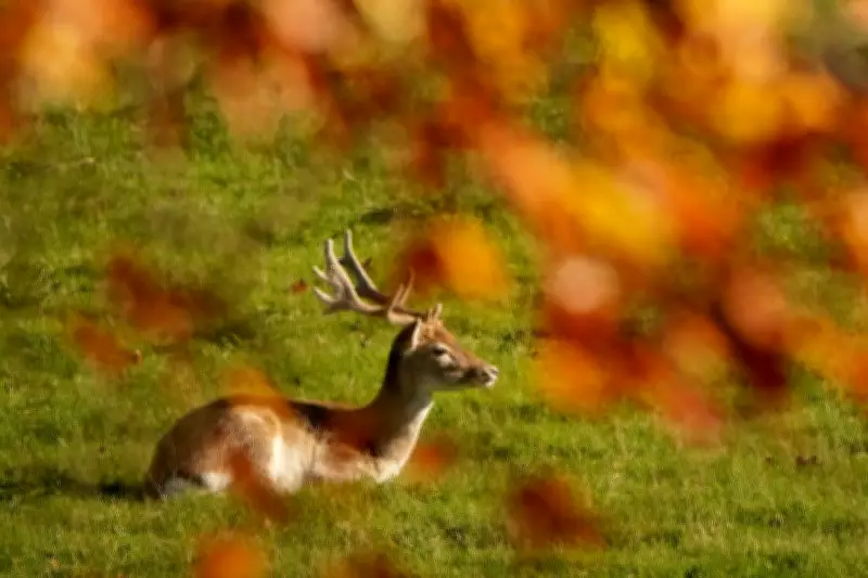Bank of England to Feature UK Wildlife on New Banknotes Series