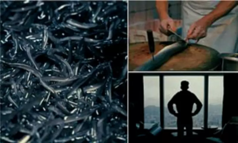 BBC Documentary Exposes Lucrative Glass Eel Smuggling Trade to Asia