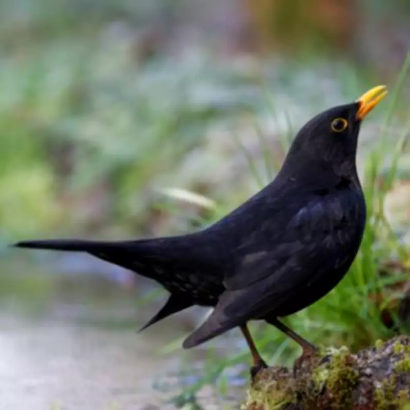 BBC Springwatch Expert Urges Gardeners to Stop Feeding Birds