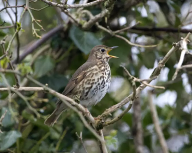 Bird Calls Guide: A Walk Through North Yorkshire Moors' Avian Symphony