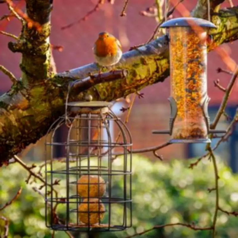 Bird Feeding Warning: Stop Offering Bread This March, Experts Urge