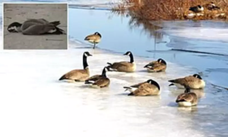 Bird Flu Fears Rise as Thousands of Geese Found Dead Across New Jersey