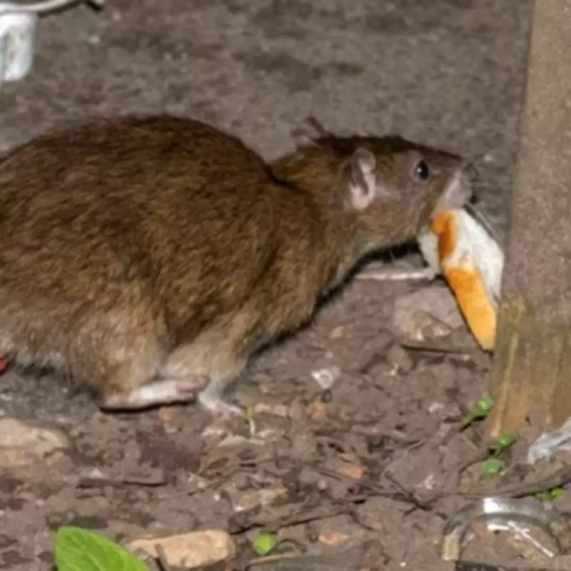 Birmingham's 'Squeaky Blinders' Rat Infestation Persists a Year After Bin Strike