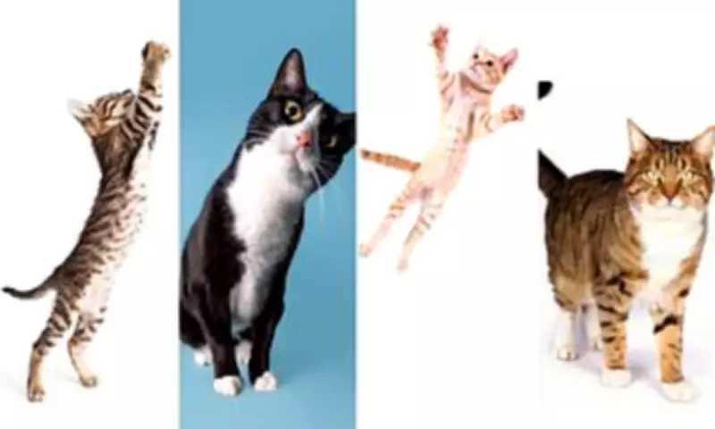 Black Cats: Global Superstitions of Luck and Folklore Explored