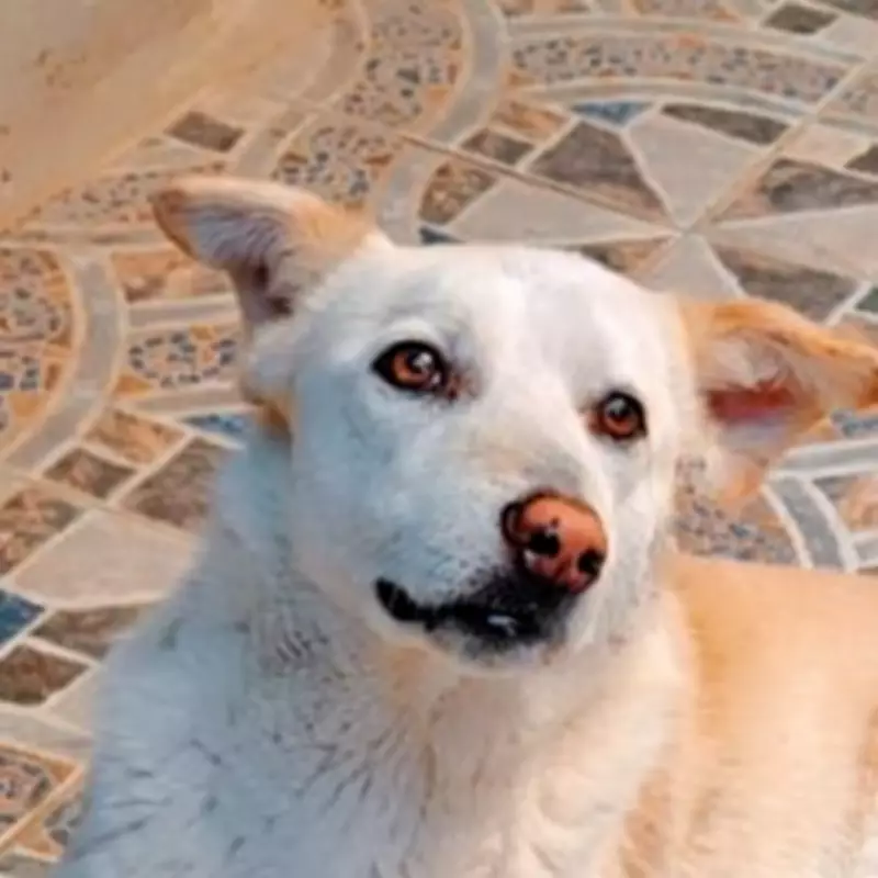 Blind and Deaf Dog Shiloh Spends Over a Year in Kennels Awaiting Adoption