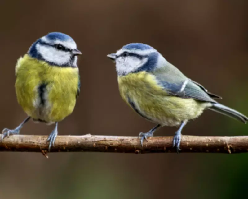 Blue Tits: The Feisty Garden Birds We Often Overlook