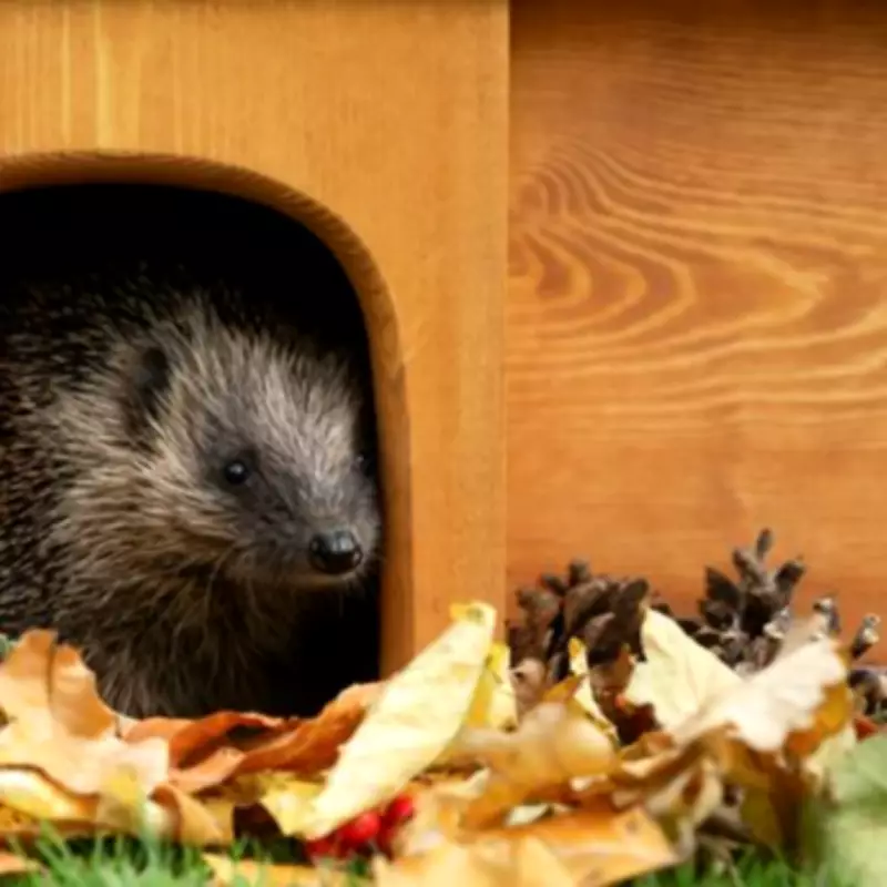 B&M's £15 Hedgehog House: A 'Wonderful' Wildlife Boost for UK Gardens