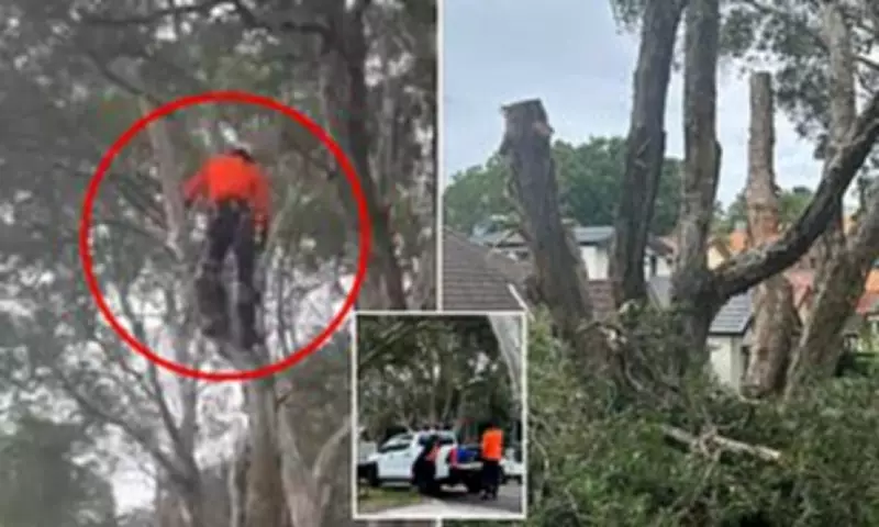 Bondi Residents Clash After Fake Council Workers Illegally Fell Street Tree