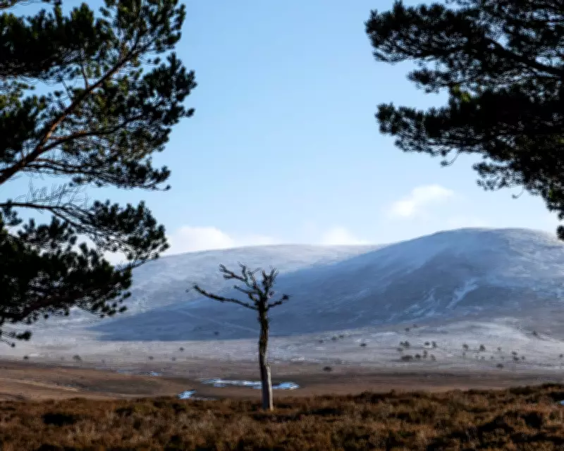 BrewDog Sells Highland Estate at a Loss After Abandoning Major Reforestation Project