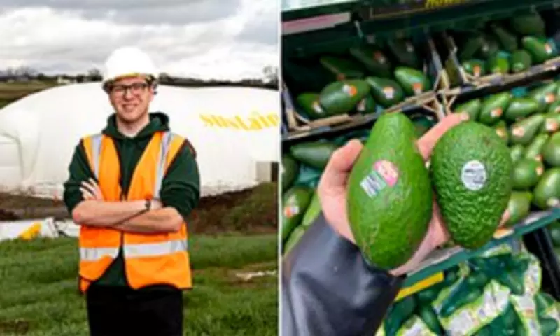 British Avocados to Grow Year-Round on Wiltshire Landfill Using Waste Gas