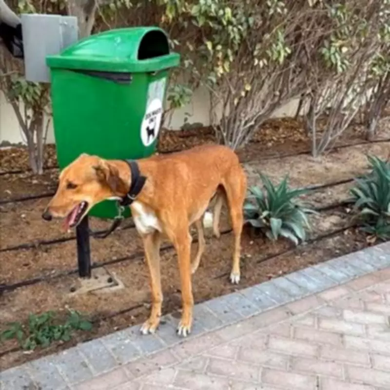 British Expats Abandon Pets in Dubai Amid Security Crisis and Evacuation Rush