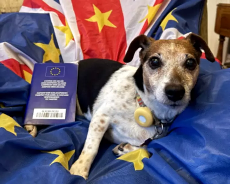British Pet Owners Warned Over EU Pet Passport 'Dodge' Post-Brexit