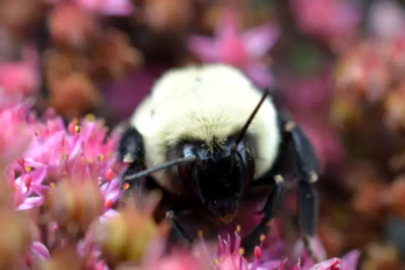 Bumblebee Queens Can Breathe Underwater for a Week, Scientists Discover