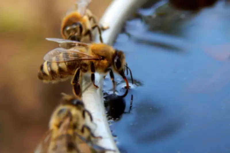 Bumblebee Queens Survive Underwater for a Week in Climate Resilience Discovery