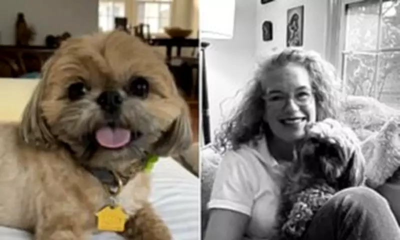 California Mountain Lion Snatches Dog Just Feet From Home in Terrifying Night Attack