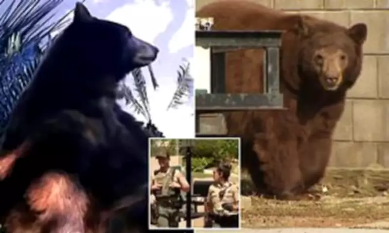 California's Beloved 'Blondie' Bear Euthanized After Attack, Orphaning Two Cubs