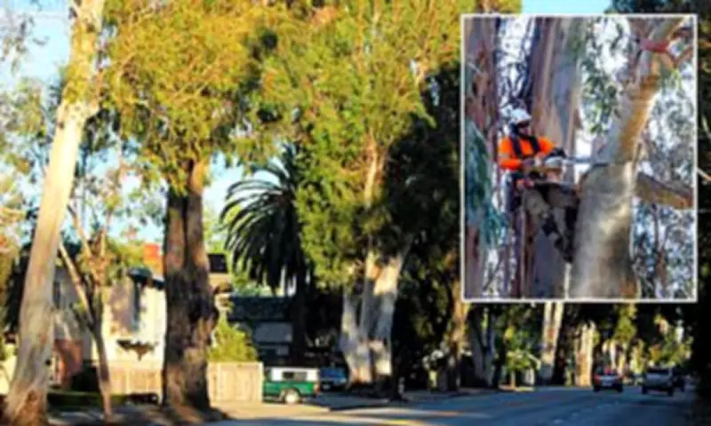 California's 'City of Trees' Sees Historic Eucalyptus Removal for Road Safety