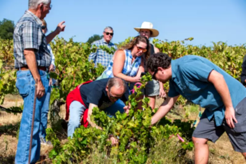 California's Wine Crisis: Napa and Sonoma Face 'Perfect Storm' of Closures