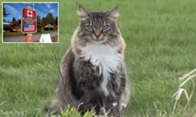 Canadian Cat Defies Border Laws, Crosses into US Daily for Hunting