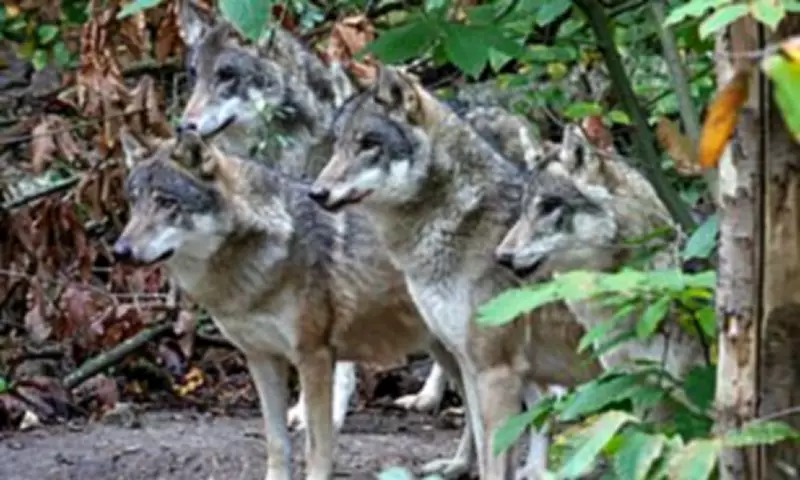 Canterbury Animal Park Forced to Euthanise Entire Wolf Pack Due to Severe Aggression